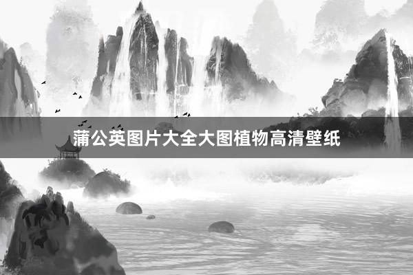 蒲公英图片大全大图植物高清壁纸